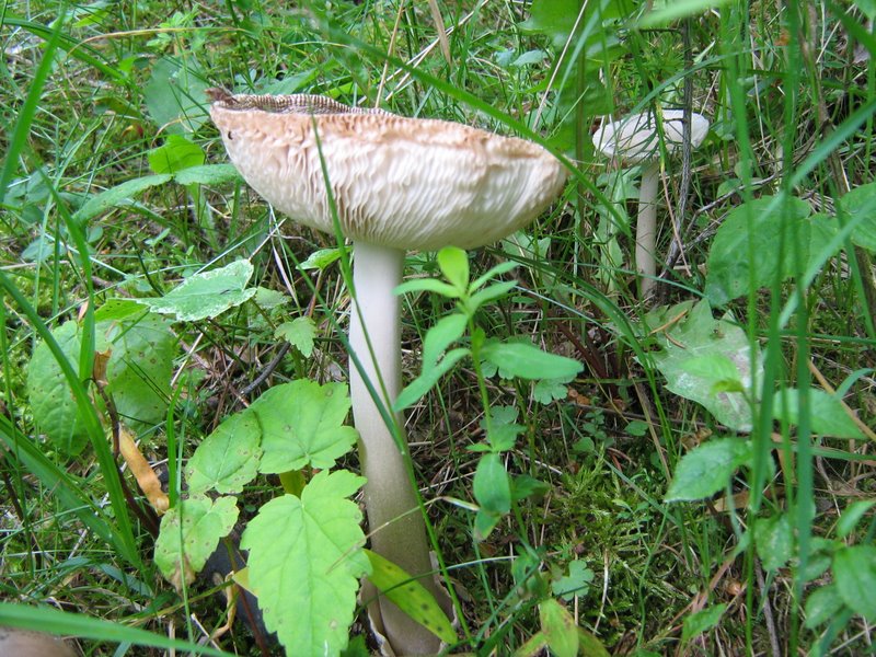 Funghi da Le Piastre